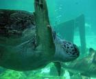 Deniz kaplumbağası